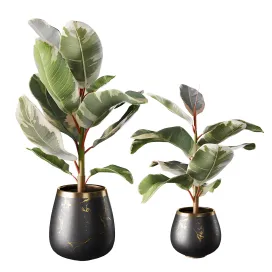 Collection of plants ficus rubbery